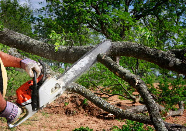 How Our Tree Care Process Works  in  Davie, FL